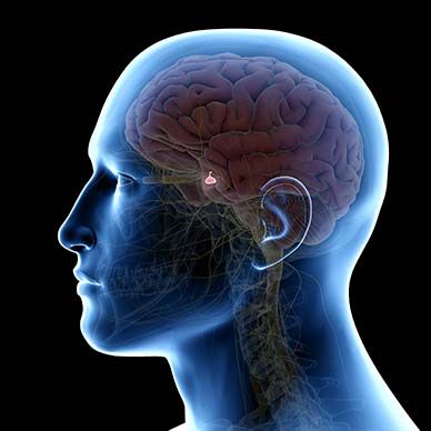 Medical illustration of a human head showing the brain and highlighting the pituitary gland.