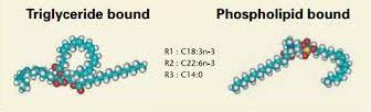 telomere activator