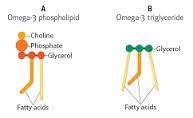 telomere activator